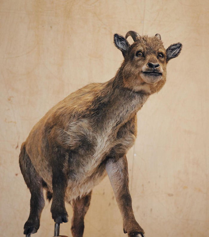 Myotragus balearicus. An extinct species of goatantelope with forward