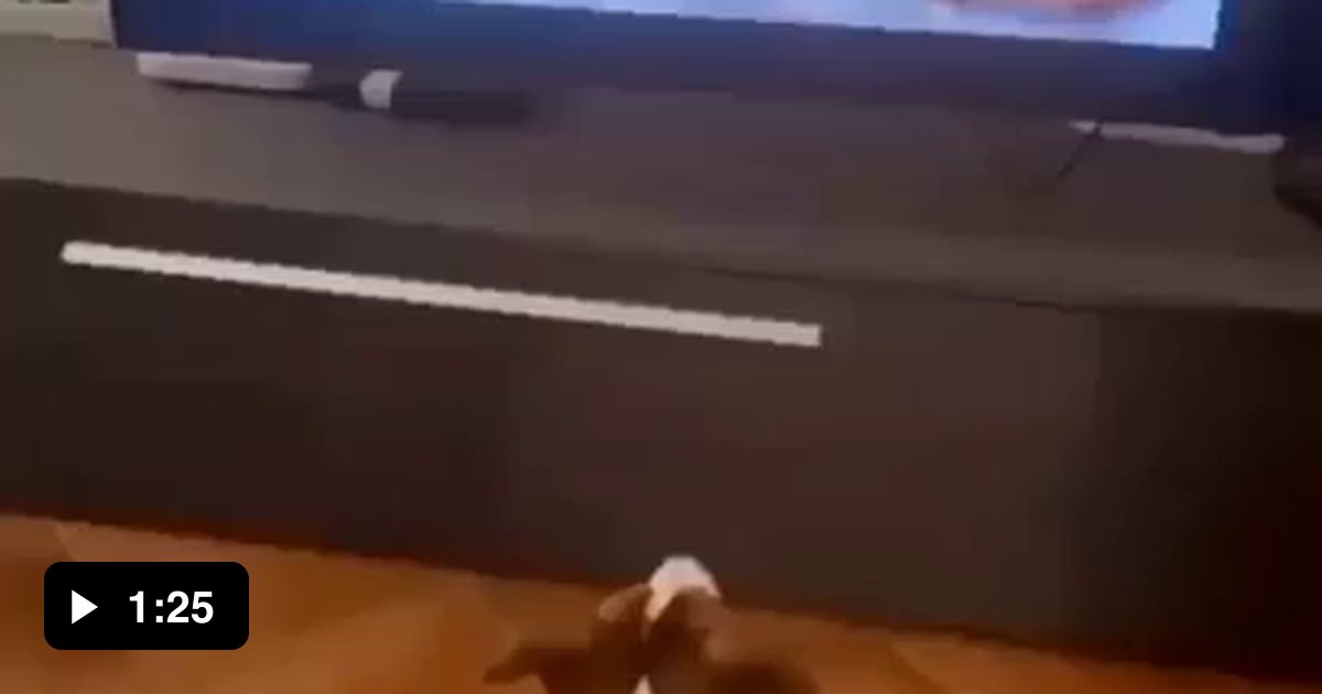 Dog watches Lion King and seems to understand what is happening 9GAG