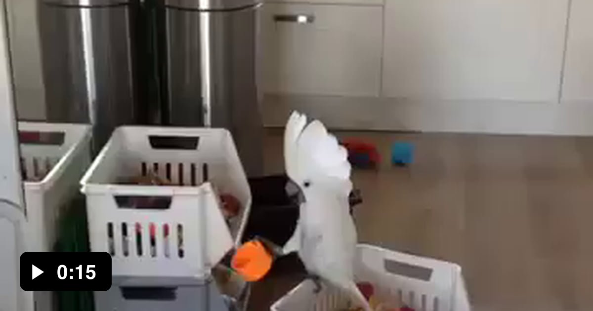 This cockatoo screaming into a cup 9GAG