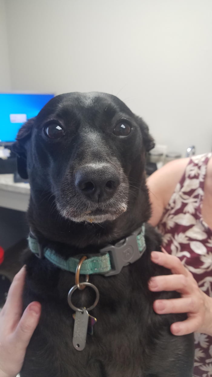She was not happy to be at the vet today - 9GAG