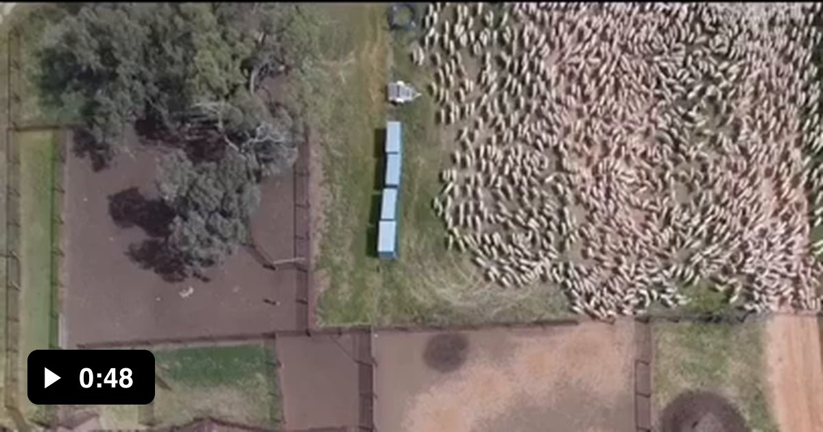 Herding Sheep Into Pens 9gag