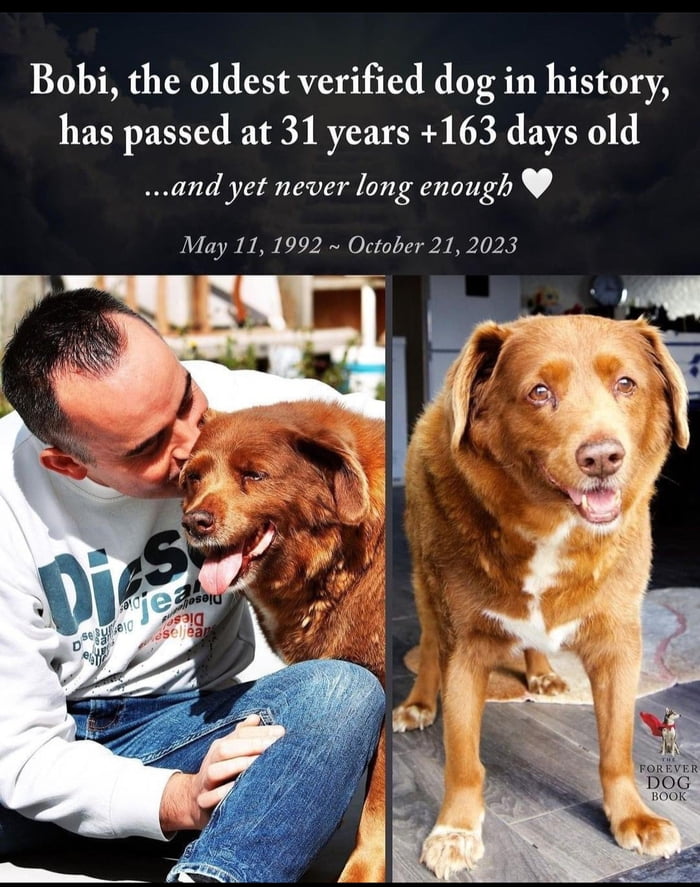 the-oldest-good-boy-9gag