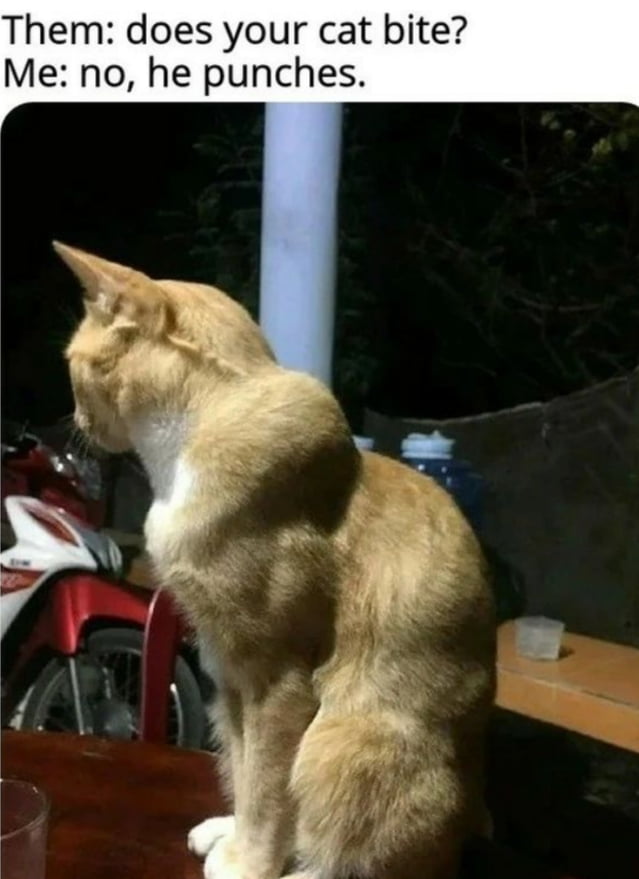 That's one hench cat - 9GAG