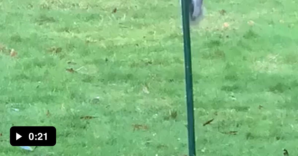 Squirrels are known to steal food from bird feeders This is what