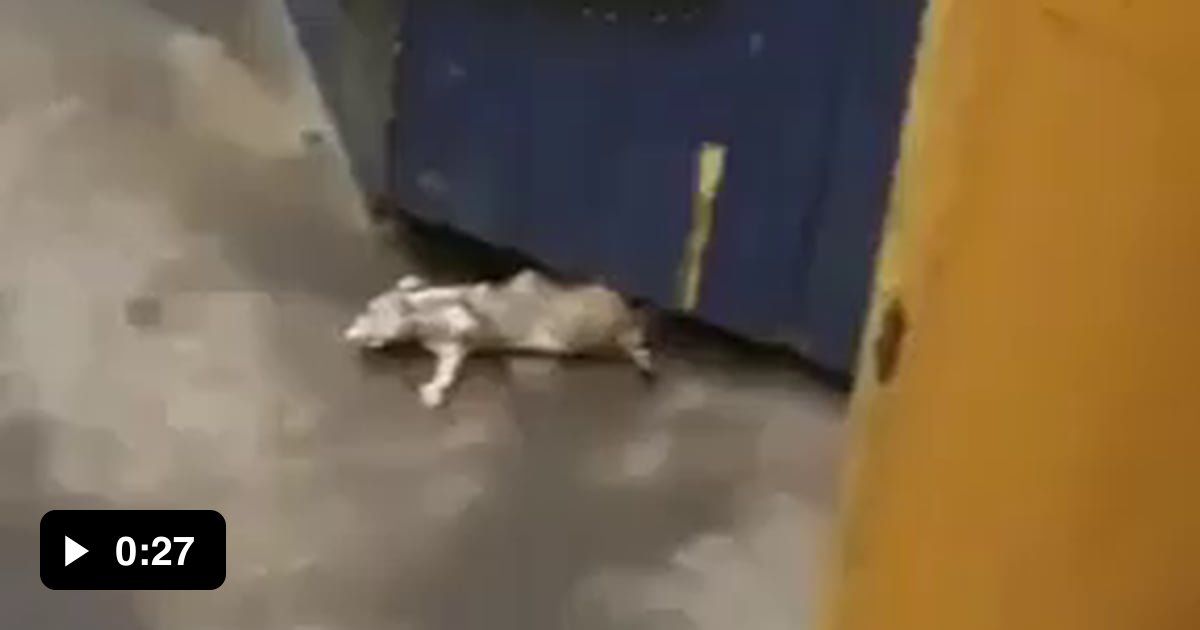 Huge rat in the New York City subway 9GAG