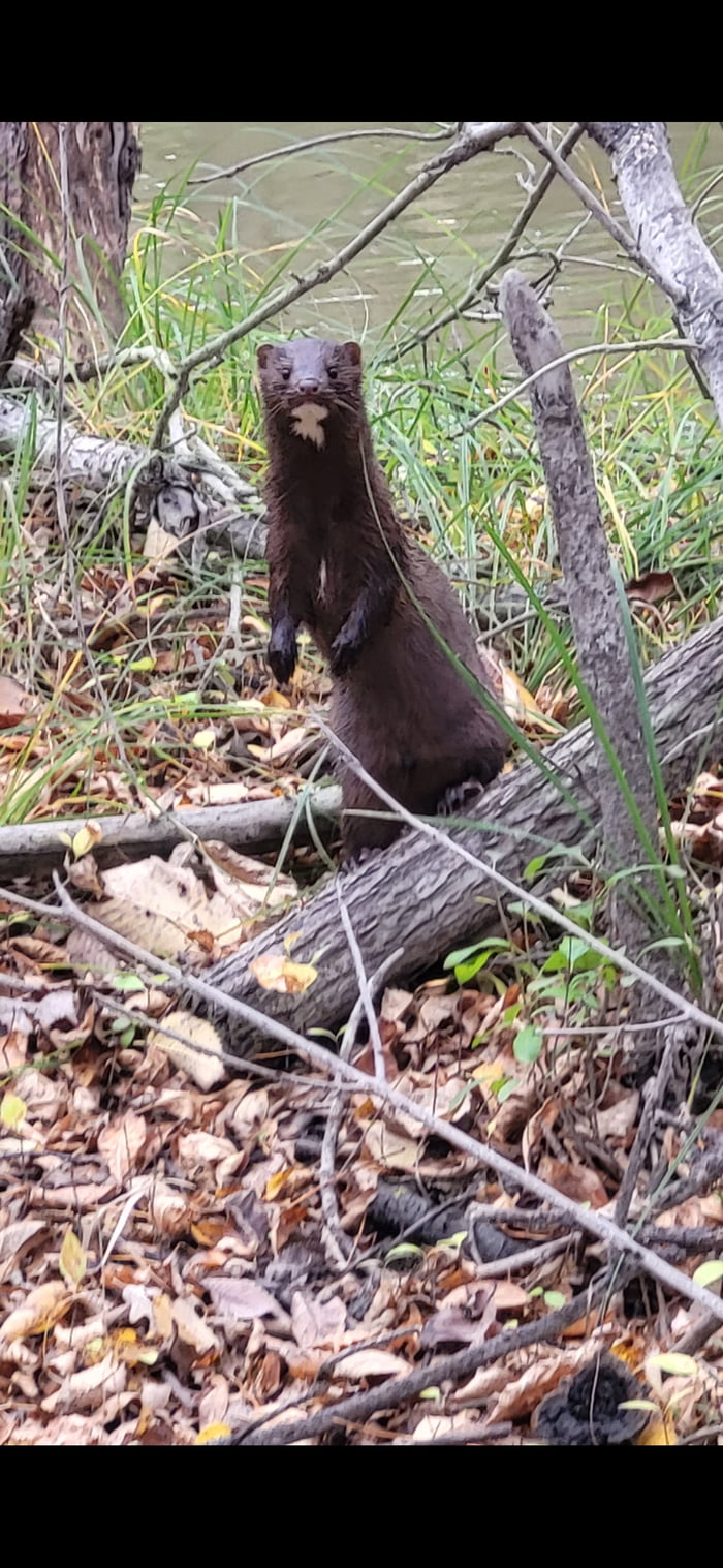 When For A Lil Hike Had A Cool Stick But Then I Saw This Lil Mink It Was A Good Day 9GAG