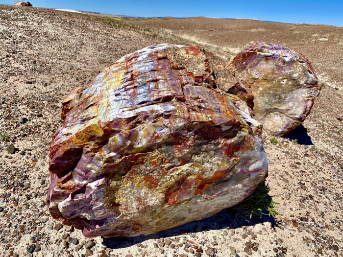 The colors on this ~220 million year old petrified log - 9GAG