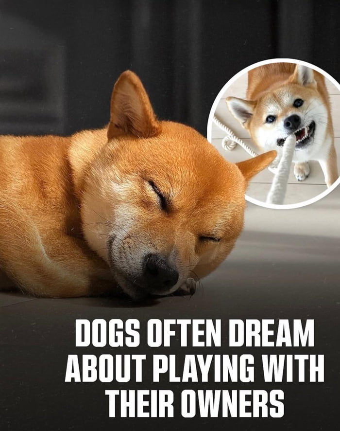 dogs-often-dream-about-their-owners-9gag
