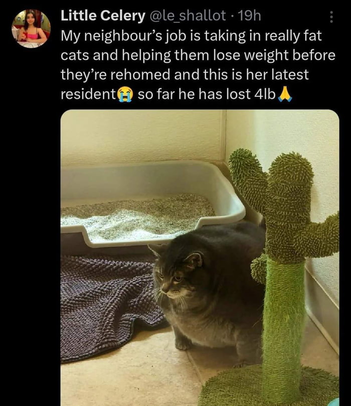 That poor chonky boi - 9GAG