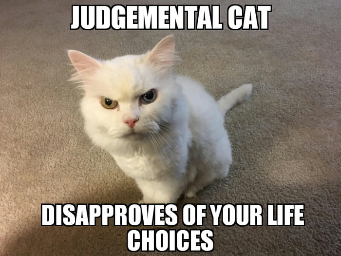 Judgemental cat - 9GAG