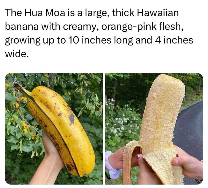 This Hawaiian banana is seriously large, growing up to 10 inches long ...