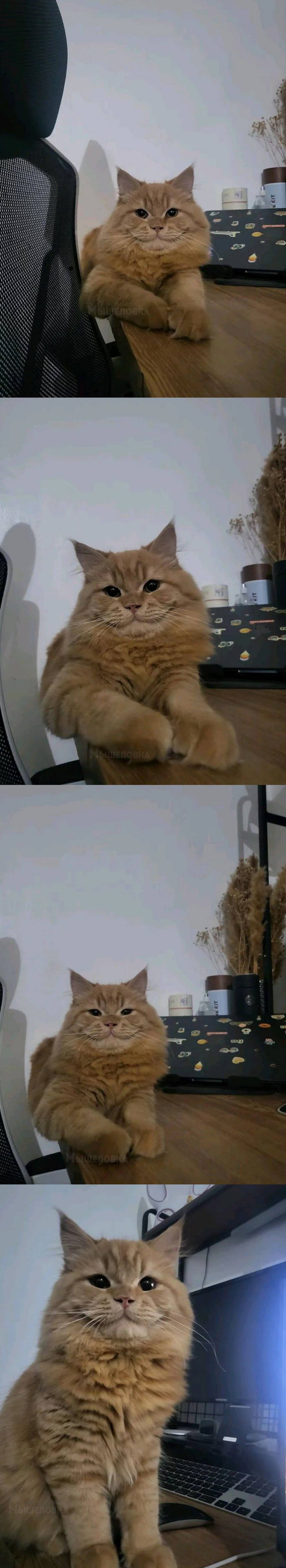 A very happy cat. - 9GAG