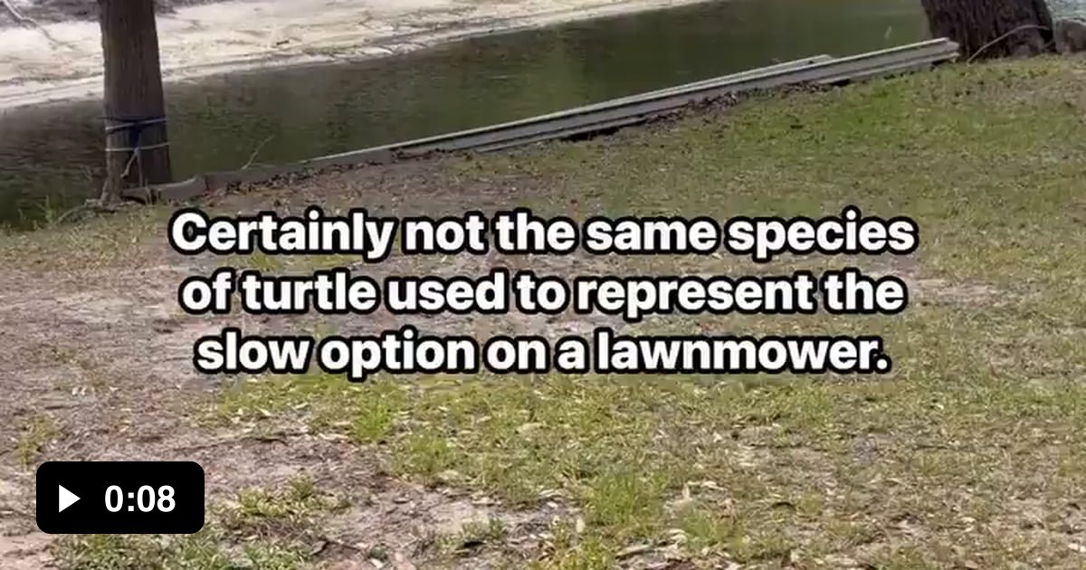 Not your average turtle dash - 9GAG