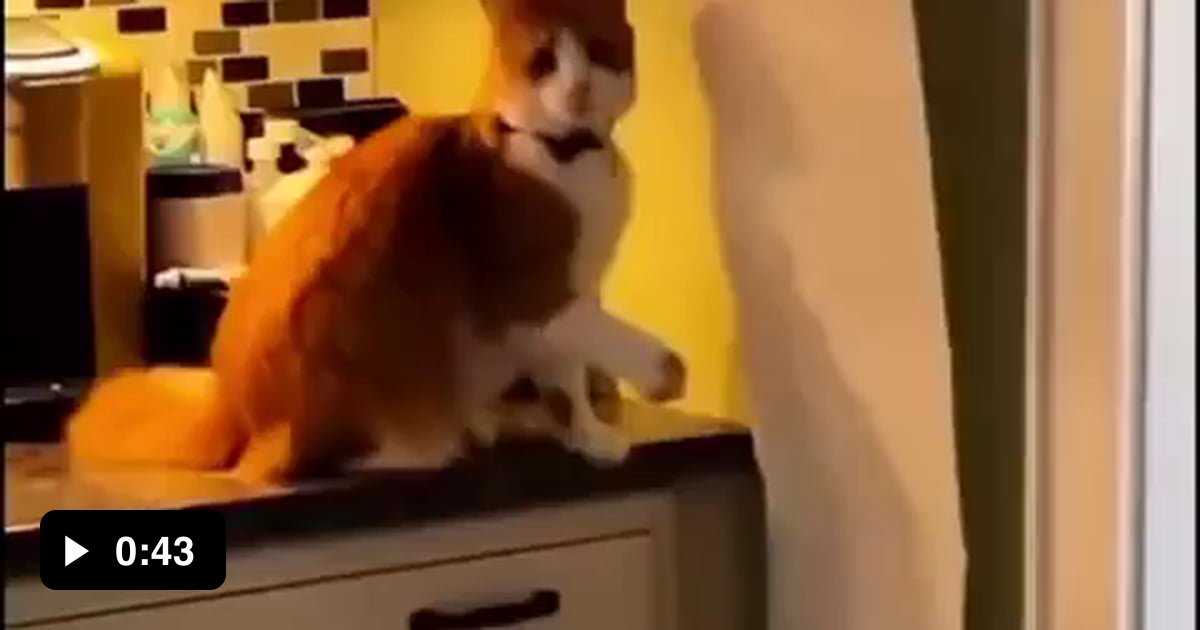 Very funny cat compilation - 9GAG