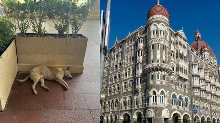 Taj Mahal Hotels One Of The Most Prestigious Hotel Chains In India taj-mahal-hotels-one-of-the-most-prestigious-hotel-chains-in-india