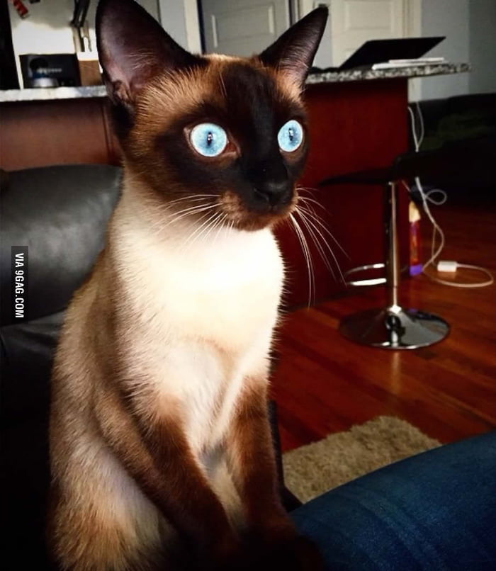 My cat has seen some stuff - 9GAG