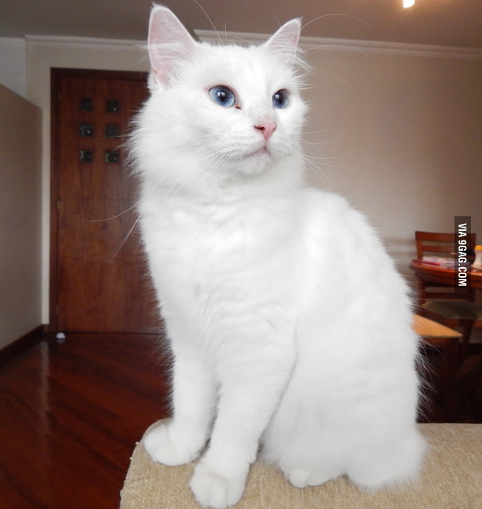 Look At This Majestic Beast Her Name Is Reina Queen In Spanish 9GAG