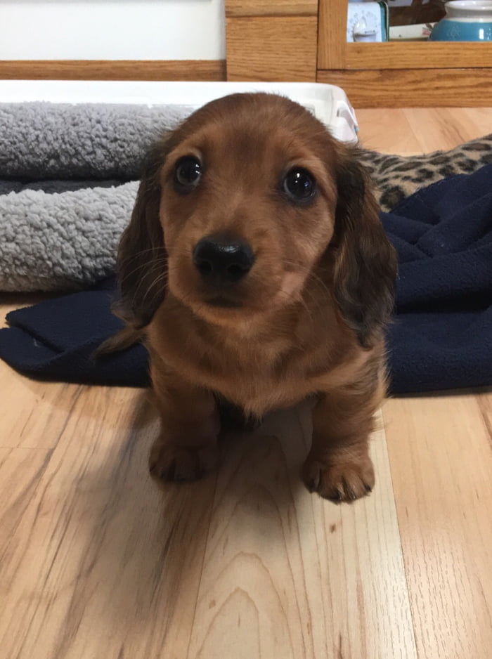 The Cutest Long Haired Wiener Dog 9gag