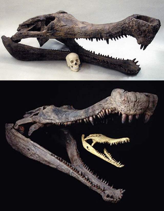 Top : Sarcosuchus Skull Compared To Humans. Bottom : Sarcosuchus Skull