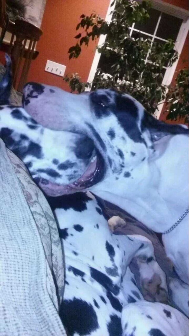 A Great Dane Eating A Slightly Less Great Dane A Mediocre Dane If You Will 9gag 8311