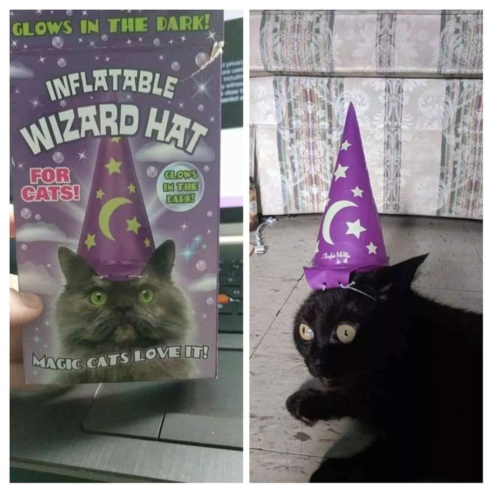 Happy cat day - 9GAG