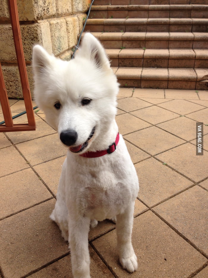 shaving a samoyed