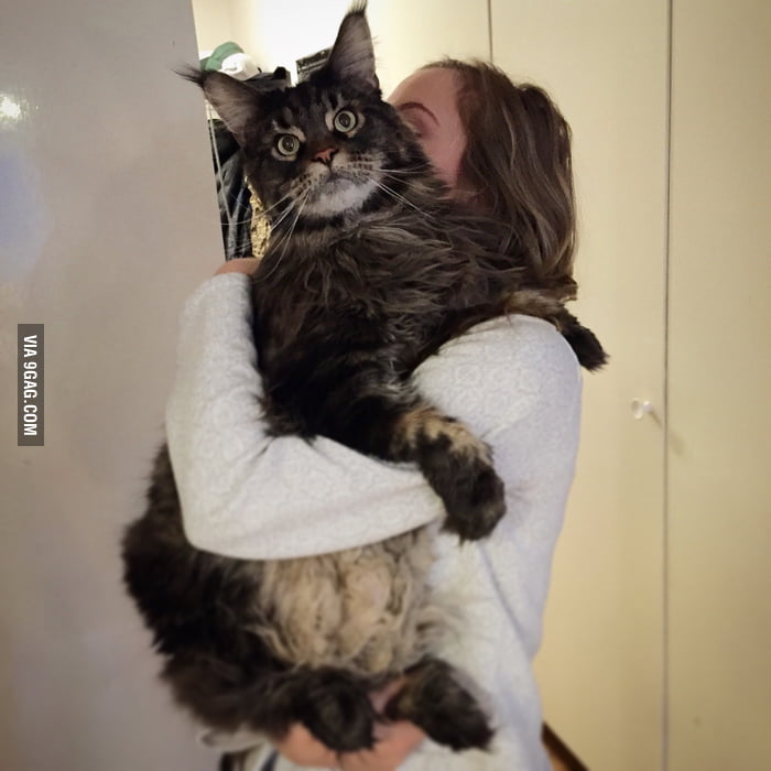 Anyone who want a hug from Findus? - 9GAG