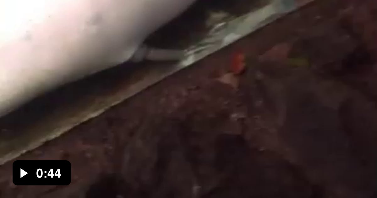 Dolphin and fish having fun.