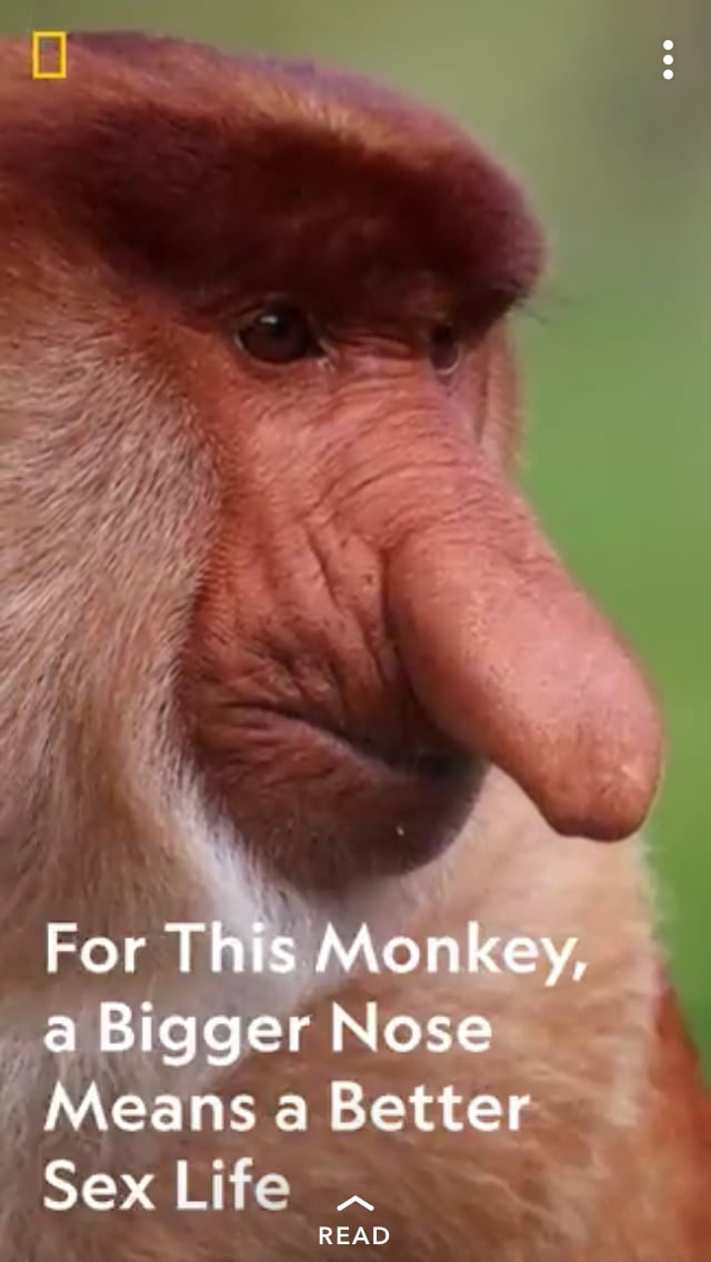 straight face monkey meme | Sticker