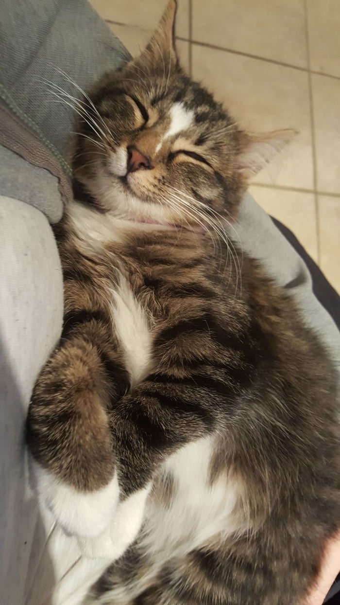 Happy cat - 9GAG
