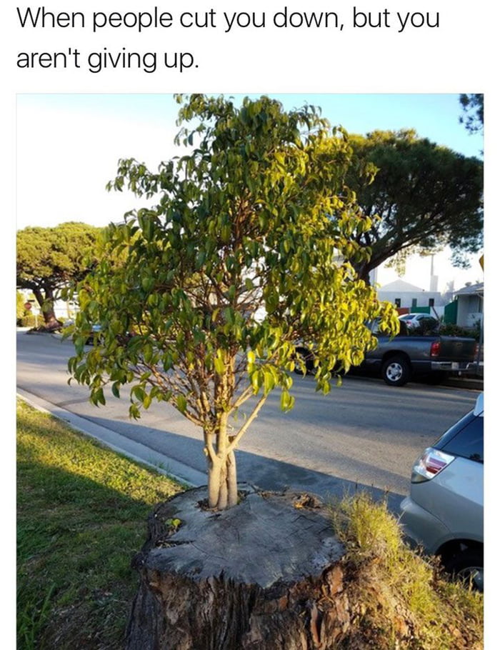 That tree doesn't give a f**k 9GAG