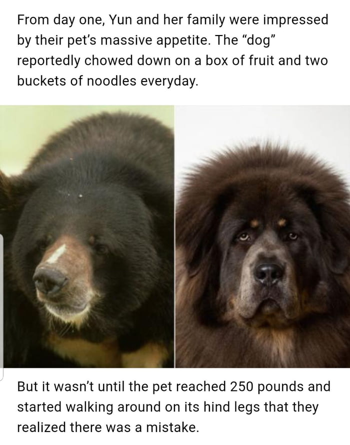 is a bear from the dog family