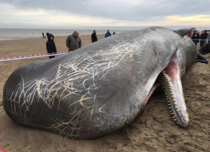 Large sperm whale carcass washed up on shore with battle scars - 9GAG