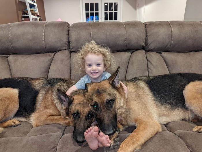 Just a Girl and Her German Shepherds - 9GAG