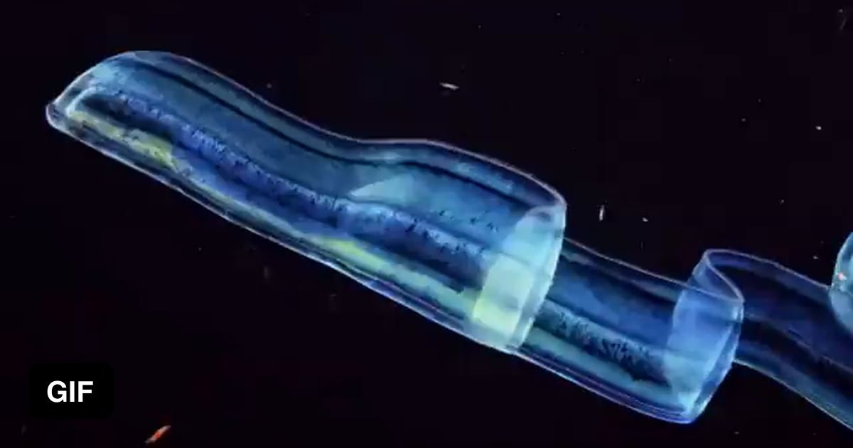 Ribbon jellies are so fragile they feel like water and rarely survive waves close to shore. Even