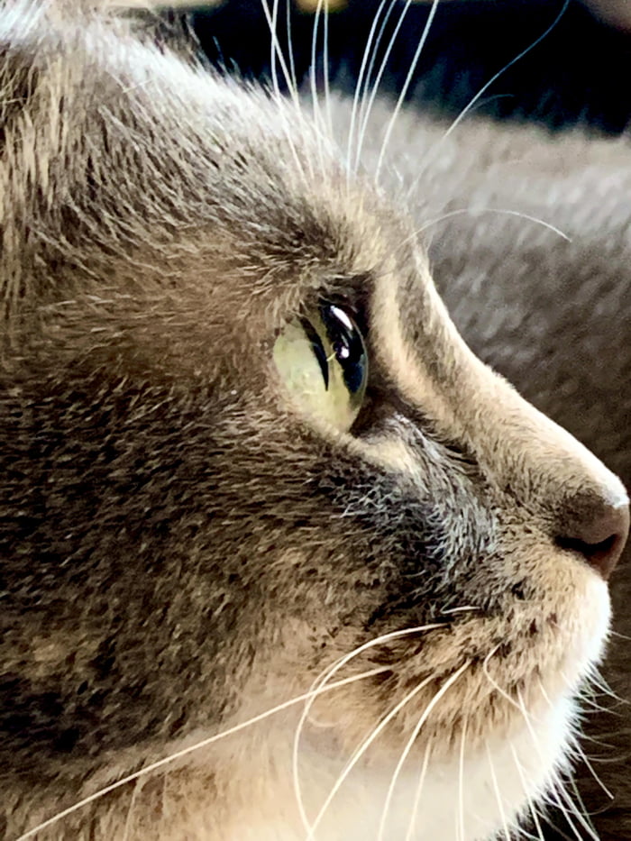 The way cat’s eyes look from the side. 9GAG