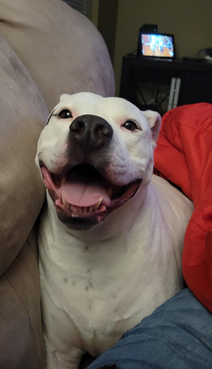 Getting happy snugs from Baxter James. Nothing like a big pitty smile ...