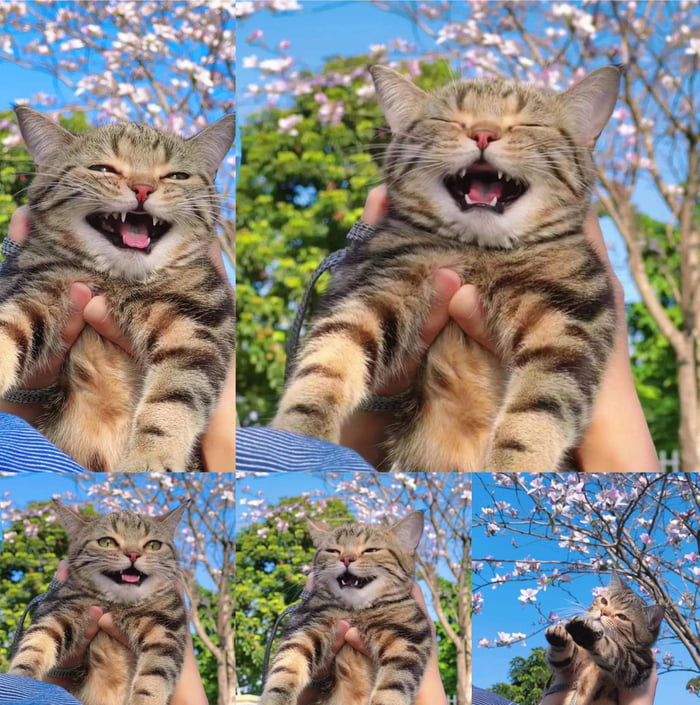 I have never seen such a happy cat - 9GAG
