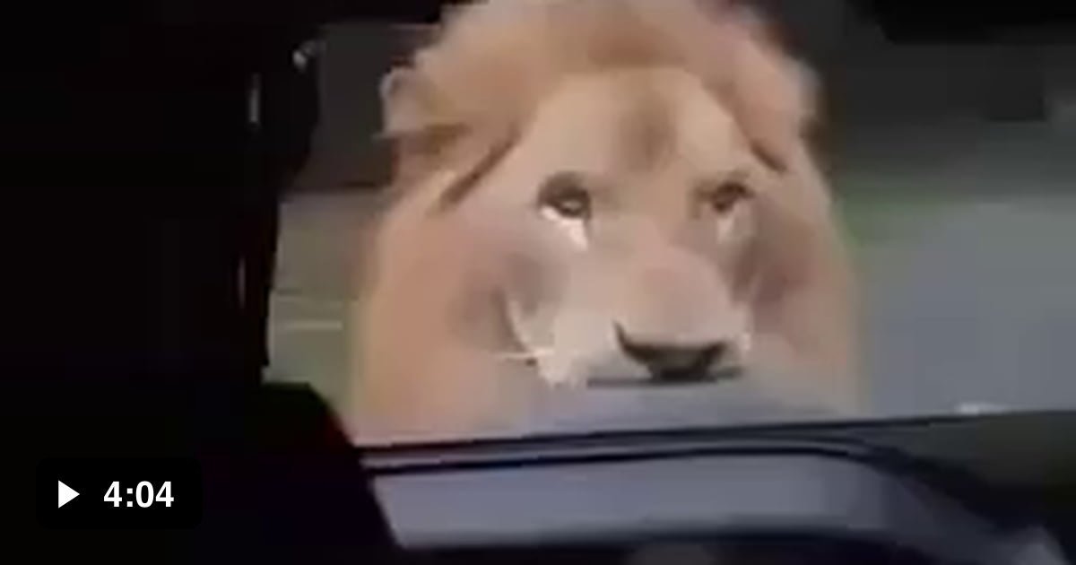 Lion attacks car on Safari ride. - 9GAG