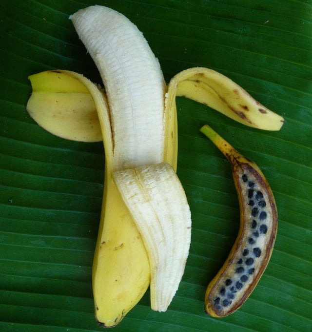 The domestication of the banana is the process that transformed fruits ...