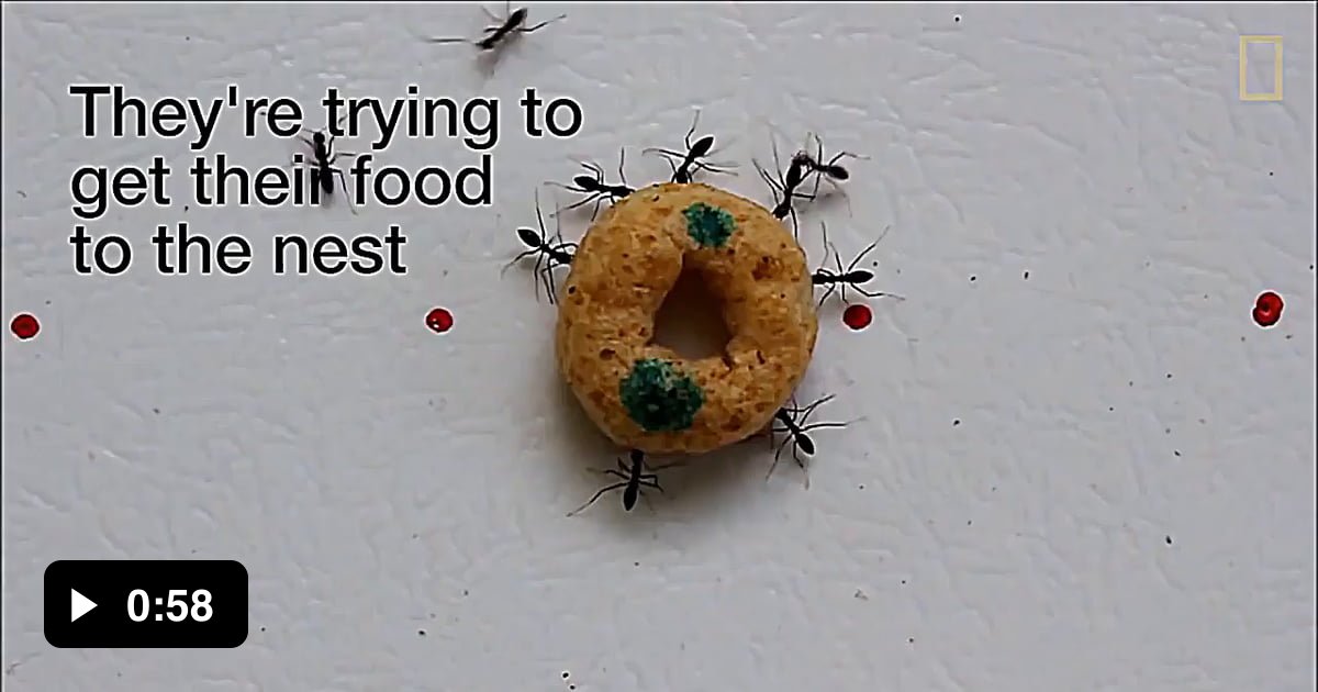 How Crazy Ants Carry Heavy Loads 9GAG