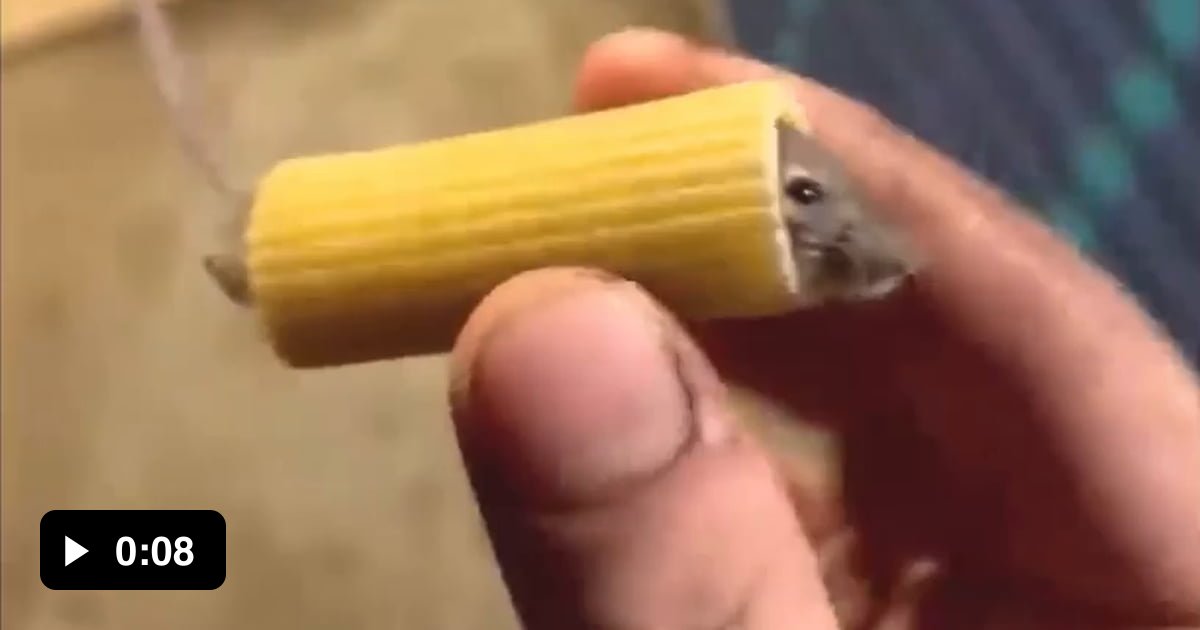 Mouse Stuck In Pasta 9gag