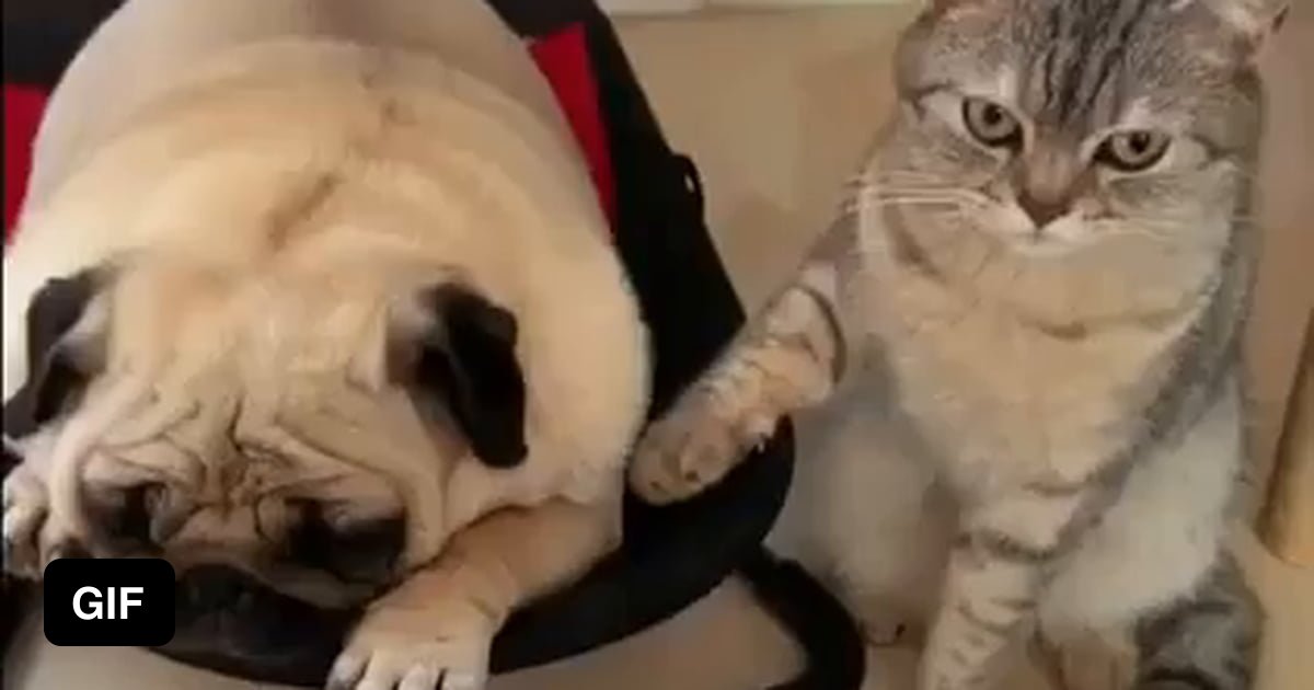 The cat is not very happy 😅 - 9GAG