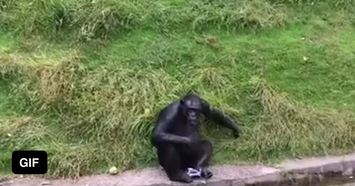 How to trick a monkey 9gag