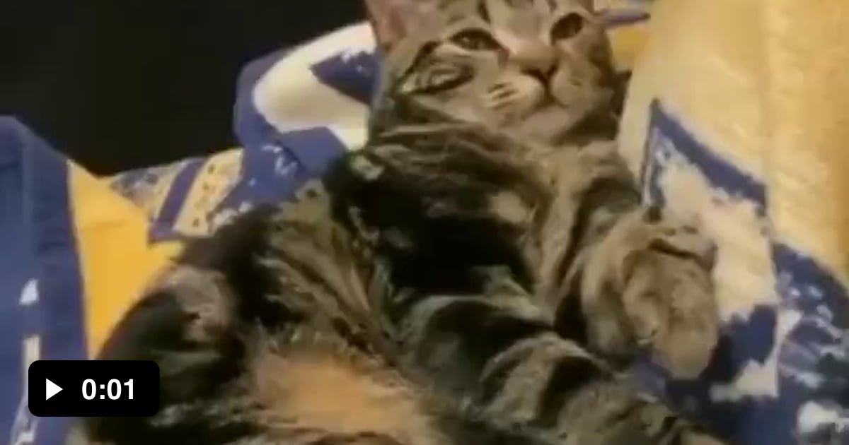 Squish that cat! 9GAG