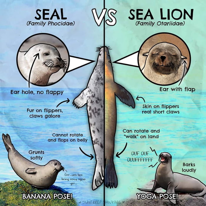 How to tell s seal from a sea Lion. - 9GAG