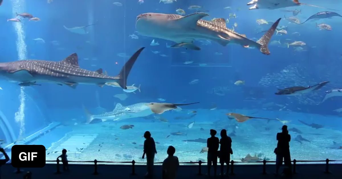 The Atlanta Aquarium is one of the largest tanks in the world. It holds