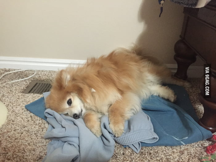 My dog has just been laying in my mom's clothes ever since she left on
