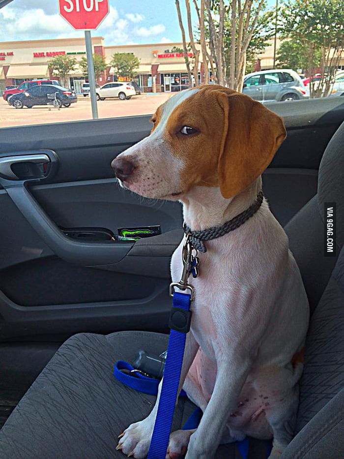 The exact moment he realized he was heading to the vet. - 9GAG