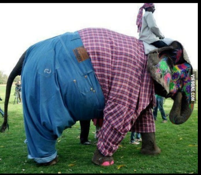With all the arguments about dogs wearing pants here is an elephant ...